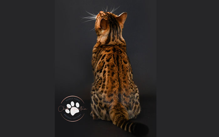 Bengal kitten for sale